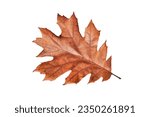 Autumn oak leaf isolated on...