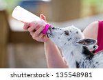 Farmer bottle feeds newborn kid goat.
