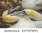 Small photo of Gannets involved in a neighbourly squabble over nesting space