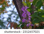 Small photo of Purple flowers of Thai crape myrtle or Lagerstroemia floribunda Jack on a tree in the morning in the deep forest on the mountain in Thailand.Chinese crape myrtle, Crape myrtle, Indian lilac.