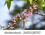 Small photo of Sakura flower of Thailand or Prunus cerasoides on the tree in the morning at Khunsathan Watershed Research Station in Nan province.Special flower to showing on January to February of the year.