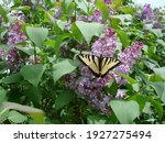 Eastern Tiger Swallowtail...