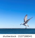 Single Seagull In Flight ...