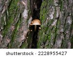 Detail Of A Wild Mushroom...