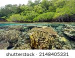 Small photo of Mangrove forest and coral reefs in split shot, Gam Island Raja Ampat Indnonesia.