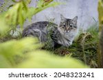 Cute Gray Tabby Cat Hid In The...