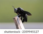 Xylocopa latipes, the tropical carpenter bee, is a species of carpenter bee widely dispersed throughout Southeast Asia.