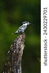 Small photo of Pied kingfisher ' Water birds They are usually found in pairs or small family groups. When perched, they often bob their head and flick up their tail.