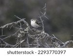 Small photo of New Zealand Rifleman Endemic Bird small and cute bird with short wings and jittery movements