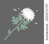 A Single White Chrysanthemum...