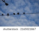 Pigeons Are Sitting On A Wire....