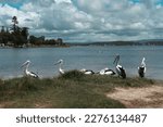 Small photo of The Belmont South, NSW, Australia. The pelicans rest at Ken Lambkin Reserve, Belmont South, skyline blue sunny day.