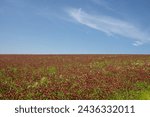 Fresh blooming crimson clover on a field on a hill. Horizon of the land. Blue sky with very light cloud in the spring. Lisky, Moravia, Czech republic.