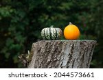 Pumpkins. Decorative pumpkins. Holiday pumpkins on the old stump on dark green background 