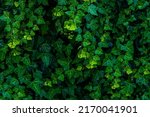 background of lush green ivy leaves Green ivy leaves with white veins growing on a bush climbing on a wall. Evergreen plant wall. A green ivy leaves - climbing or ground-creeping woody plant. pattern