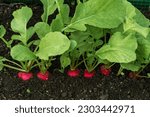 organic radish grows in the ground soil, close up. Gardening background with  plants harvest orchard garden growing Ripe red greenhouse