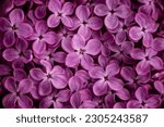 Small photo of Blooming purple lilac flowers spring background, close up Beautiful delicate floral Macro abstract soft violet greeting card Syringa vulgaris