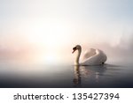 Swan floating on the water at sunrise of the day
