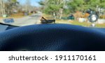 Small photo of A grasshopper on the steering wheel inside of a car. The wheel is textured. The grasshopper is green, striped, has long antennas, and both legs are outright ready to jump.