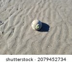 A Lone Large Shell Sitting On...