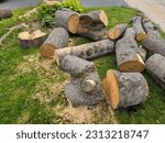 Small photo of The remaining logs from a chopped up tree scattered on a lawn.