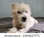 Small photo of A west highland terrier looking perturbed as it lies on a bed.