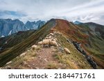 Sheep on mountain ridge. animals grazing green grass. countryside landscape, Prokletije National Park, Montenegro, Albania