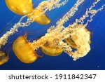 Jellyfish dansing in the dark blue ocean water. The Japanese Sea Nettle, or Chrysaora pacifica Jellyfish.
