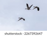 Flying Greylag Goose  Anser...