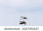 Flying Greylag Goose  Anser...