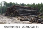 Small photo of KhMAO (Khanty-Nabsiysk Autonomous Okrug)-Yugra, Russia, 08-22-2019: logging, storage area for logs cut in the forest
