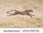 Cheetah Hunting In The Dry...