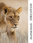 Small photo of Lioness approaching another lioness in the Desert of the Kalahari, South Africa