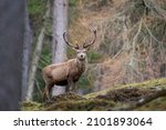 Small photo of Red deer stag walking amongst the pine trees in the Cairngorms of Scotland