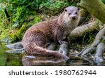Portrait of an otter  uk