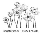 Vector Line Art With Poppies....