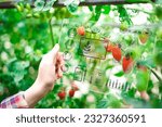 Farmers use smart farm applications on tomato farms.