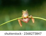 Tree frogs are acrobatic creatures. Beautiful green amphibian in nature environment. Wild frog in meadow by the river, habitat.