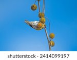 Small photo of Eurasian Siskin (Spinus spinus) feeding on the seeds of the Chenar tree.