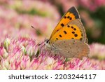 Small photo of beautiful small coper butterfly on a pink sedum flower