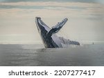 Small photo of A humpback whale jump in a whale-watching trip in the Pacific Ocean, Specifically in Nuqui, Choco, at the pacific coast in Colombia.