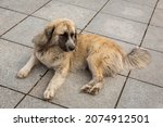 A Large Shaggy Dog With Multi...