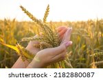 Small photo of Close-up woman's hands hold ears of wheat, rye in a wheat, rye field. A woman's hand holds ripe ears of cereals on a blurred background of a grain field. The concept of harvesting, food security.