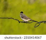 Small photo of Finches, finches, patchouli, or finches are a type of warbler from the Pycnonotidae tribe. Pycnonotus aurigaster