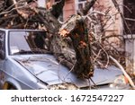 Small photo of a hurricane knocked down trees on cars