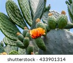 Blooming Prickly Pear with cactus fruits and flowers outdoor closeup in Israel