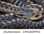Curled Up Garter Snake Close Up....