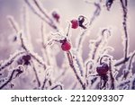 Soft scenic nature Winter poster. Beautiful natural pattern of Snowy red Rosehip berry on pink background. Wintertime
