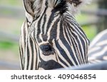 Black And White Close Up Zebra...