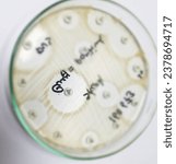 Small photo of Antimicrobial susceptibility testing in culture plate. Drug sensitivity test, disk drug, antibiotic sensitivity, Co-trimoxazole sensitive.